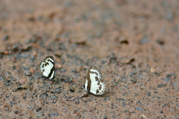 butterfly on ground in forest.