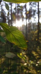 Obraz premium nature