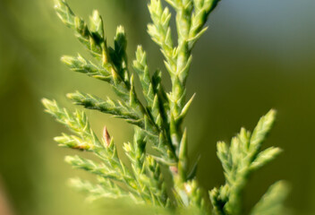 Evergreen branch macro view.  Shallow depth of field shot of tiny detailed green branches in warm evening light.