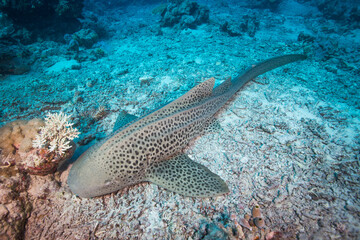 Fototapeta premium A Leopard shark sits on the reef