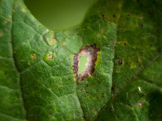 Close up view of insect damage on houseplant leaf.  Small brown hole where bugs have chewed threw, decays and browns around the edges.  Common houseplant problems macro.
