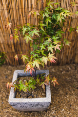 close-up of japanese maple plant outdoor