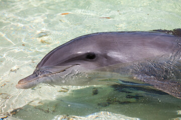 dolphin © Yay Images