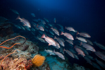 Fototapeta na wymiar A school of Mangrove Jack on the reef