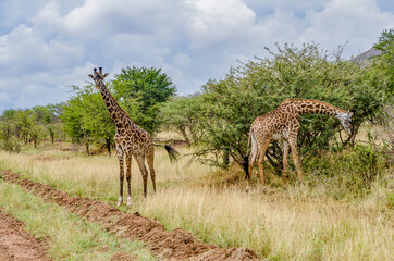 Two giraffe eat while keeping an eye on me