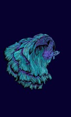 fighting fish fantasy color