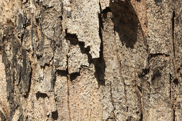 Old tree wood texture background in a tropical forest