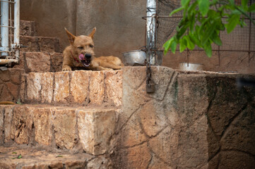 a hungry brown female dog licks her chops as she waits for her food 
