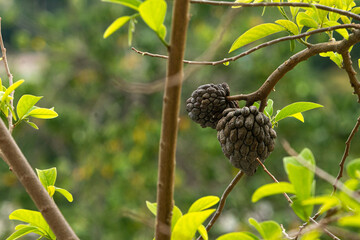 two over ripe sweet sop fruits hang from a tree among the leaves on a spring day 