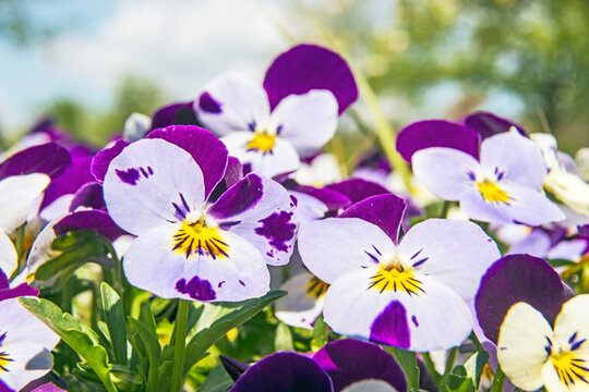 Viola altaica