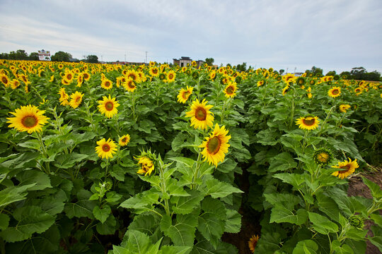Large sunflower field growing near a town in central Minnesota during the summer