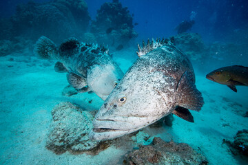 Large potato cod on the reef