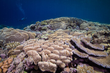 Healthy, colorful corals on the Reef