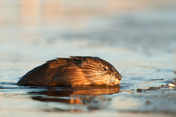 The muskrat gets out of water  © Yay Images