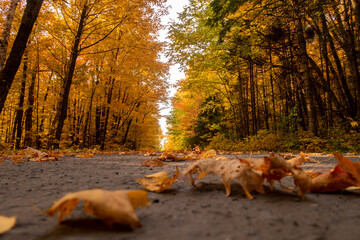 Autumnal view of fallen leaves on a road in the Frontenac national park, Canada