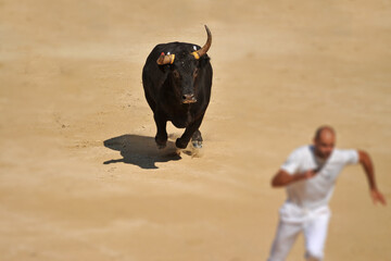 running bull