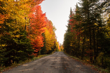 Autumnal view of fallen leaves on a road in the Frontenac national park, Canada