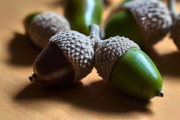 Green and brown acorns, with their shell, on a wooden table