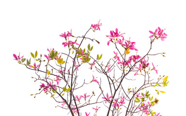 Fototapeta na wymiar pink silk floss tree flower isolated on white background