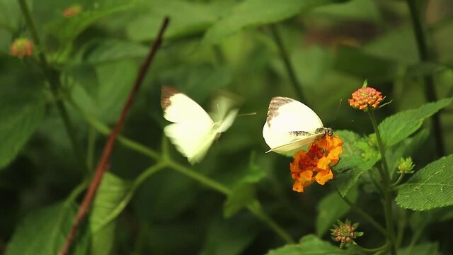 White butterflies flying in the flower background