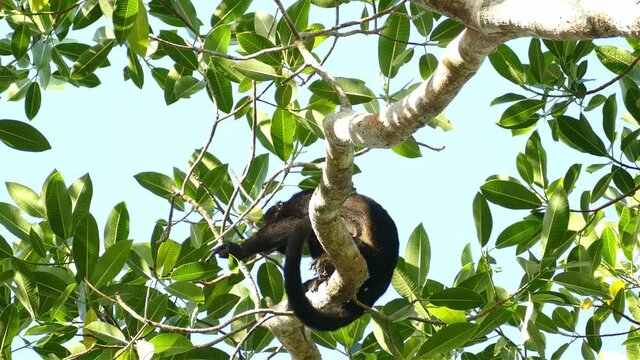 Howler monkey puts aside the leaf he is eating to howl loudly with noise