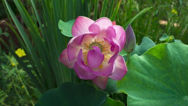 Amazing Pink lotus flower opening. Time lapse