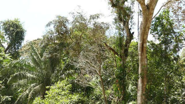 Bright sunny jungle in Panama is home to a monkey moving atop the canopy