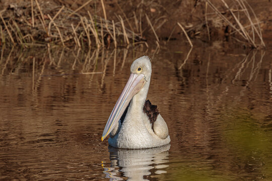 Australian Pelican In The Molonglo River