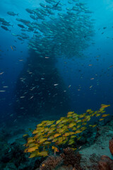 Fototapeta na wymiar An underwater reef scene with aschools of fish