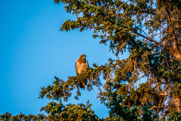 Sitting Hawk