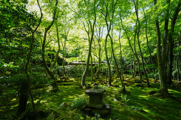 Fototapeta na wymiar 祇王寺の新緑の風景