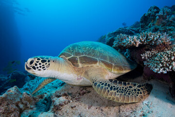 A Green Sea Turtle sits on the reef