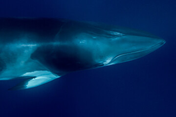 Fototapeta premium A large Minke Whale swims close to the surface