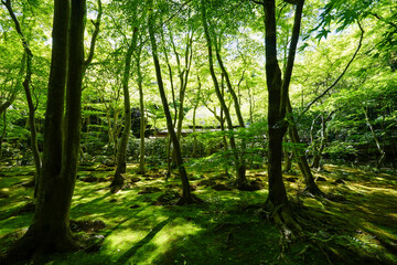 祇王寺の新緑の風景