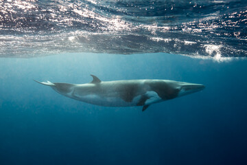 Fototapeta premium A large Minke Whale swims close to the surface