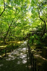 祇王寺の新緑の風景