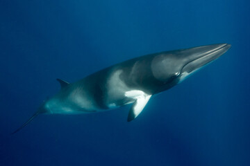 Naklejka premium A large Minke Whale swims close to the surface