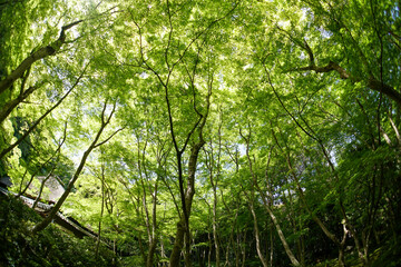 常寂光寺の新緑