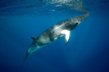 A large Minke Whale swims close to the surface