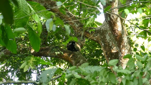 Single mantled howler monkey appears lonely after possibly being rejected