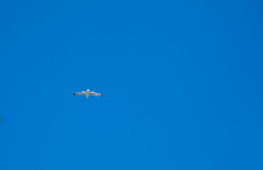 Fototapeta premium Seagull Flying High in the Blue Sky