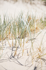 Simple natural background grass on the sand beach 