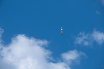 Fototapeta na wymiar Seagull Flying High in the Blue Sky