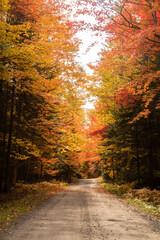 Autumnal view of a road in the Frontenac national park, Canada