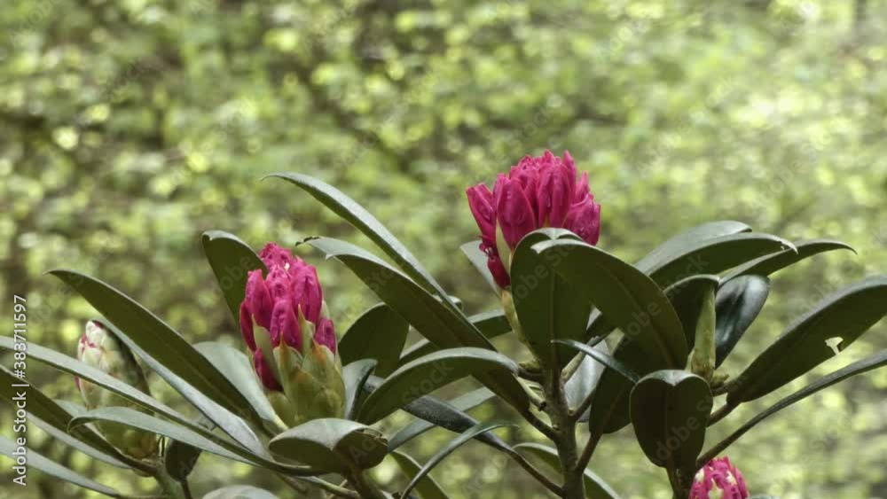 Wall mural dark pink purple toned rhododendron in garden