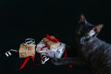 Grey cat sitting next to Christmas gifts that are tied with ribbons, on a black background, front view