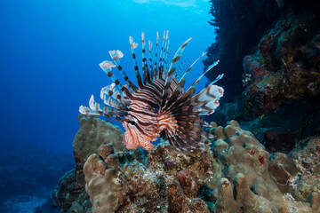 Naklejka na ściany i meble A lionfish sits on the Great Barrier Reef