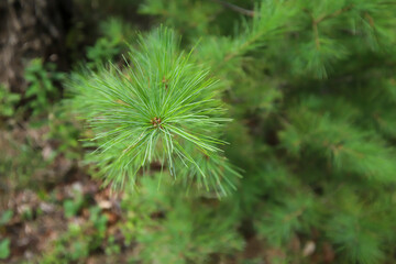 pine needles in the forest
