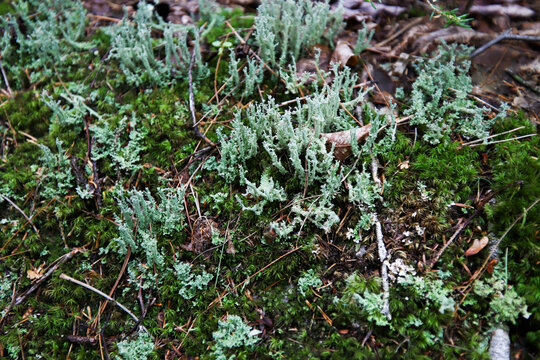 reindeer lichen and star moss
