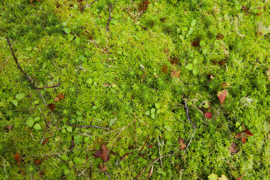 Star Moss, Tortula ruralis texture with leaves and branches